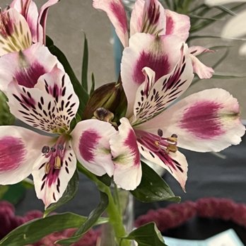 San Diego County Fair - Flower show - Festivals Near Me - Del Mar, California