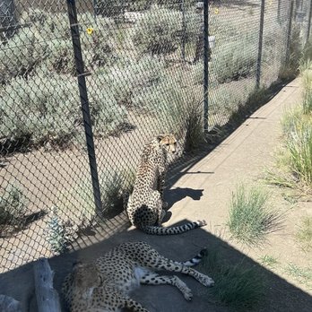Animal Ark - Cheetahs - Zoos Near Me - Reno, Nevada