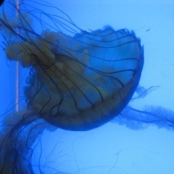 Downtown Aquarium - Jellyfish! - Museums Near Me - Denver, Colorado