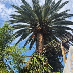 Gabriel Lopez Tree Service