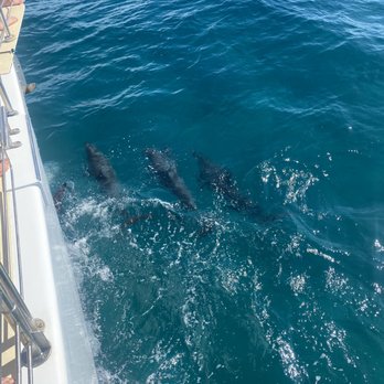 Blue Dolphin Charters - Captain Chad found a school of dolphins. - Boating Near Me - Eleele, Hawaii Blue Dolphin Charters - Captain Chad found a school of dolphins. - Boating Near Me - Eleele, Hawaii