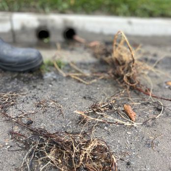 Drain Doctors Ventura County - Roots freed from landscape drain - Plumbing Near Me - Simi Valley, California Drain Doctors Ventura County - Roots freed from landscape drain - Plumbing Near Me - Simi Valley, California