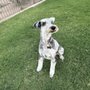 Photo of Troy's What Up Dog