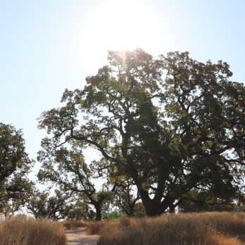 Belgatos Park - The Sun and Trees - Hiking Near Me - Los Gatos, California Belgatos Park - The Sun and Trees - Hiking Near Me - Los Gatos, California