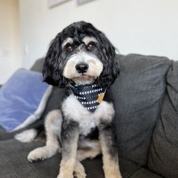 After Grooming After Grooming