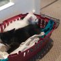 The Destitute Animal Shelter