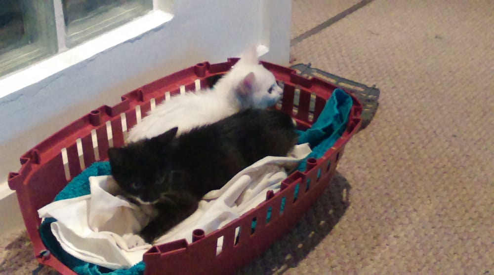 Northolt Drive Destitute Animal Shelter