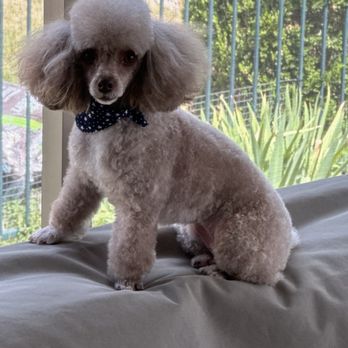 Pet Evolution - My Fur Baby after her grooming. - Pet Stores Near Me - Frisco, Texas Pet Evolution - My Fur Baby after her grooming. - Pet Stores Near Me - Frisco, Texas