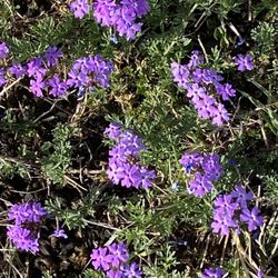 Sereno Park - Springtime in Phx.