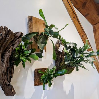 Verdant Plant Shop - Staghorn ferns mounted on rustic wood and driftwood; staghorns are epiphytes, which means they don't need soil to get nutrients - Nurseries & Gardening Near Me - Sandpoint, Idaho Verdant Plant Shop - Staghorn ferns mounted on rustic wood and driftwood; staghorns are epiphytes, which means they don't need soil to get nutrients - Nurseries & Gardening Near Me - Sandpoint, Idaho