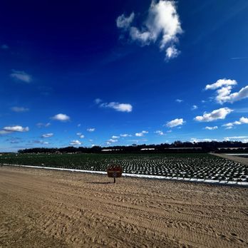 Southern Hill Farms - Strawberry fields - Fruits & Veggies Near Me - Clermont, Florida Southern Hill Farms - Strawberry fields - Fruits & Veggies Near Me - Clermont, Florida