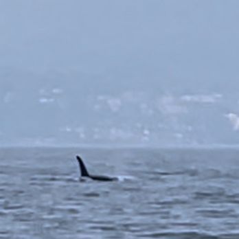 Wild Whales Vancouver - Orca - Whale Watching Tours Near Me - Vancouver, British Columbia Wild Whales Vancouver - Orca - Whale Watching Tours Near Me - Vancouver, British Columbia