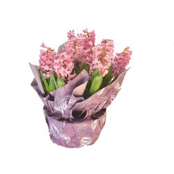 Hyacinth