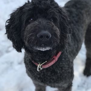 crazy cat dog grooming