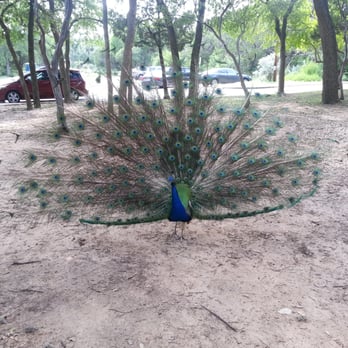 Mayfield Park - Peacock - Parks Near Me - Austin, Texas Mayfield Park - Peacock - Parks Near Me - Austin, Texas