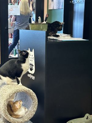 Catfeine Cat Cafe by null
