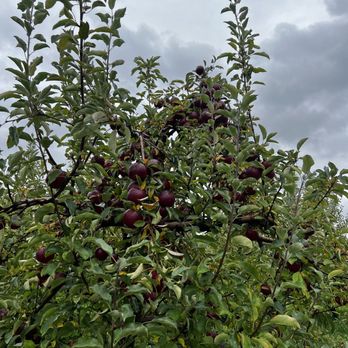 Masker Orchards - apple tree - Fruits & Veggies Near Me - Warwick, New York
