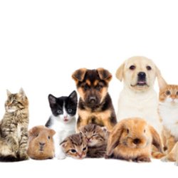 Grandview Pet Services - Cover