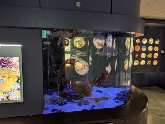 Bailey-Matthews National Shell Museum & Aquarium by null