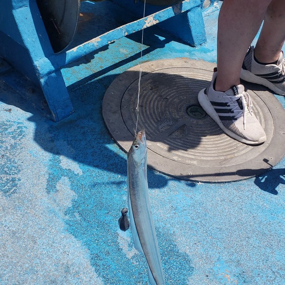 Dolphin Docks - Caught fish - Fishing Near Me - Port Isabel, Texas Dolphin Docks - Caught fish - Fishing Near Me - Port Isabel, Texas