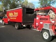 Alpha Tree - tree service in Reno, NV