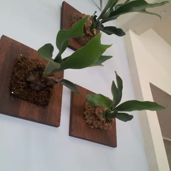 Paiko - Wall-mounted Staghorn Ferns - Florists Near Me - Honolulu, Hawaii Paiko - Wall-mounted Staghorn Ferns - Florists Near Me - Honolulu, Hawaii