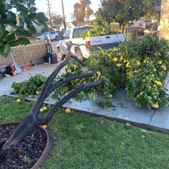 Al’s Tree Care - Tree Services Near Me