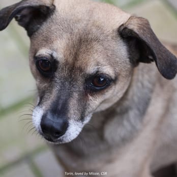 Frontier Veterinary Hospital - Torin, loved by Missie, our Client Service Team Leader - Veterinarians Near Me - Hillsboro, Oregon Frontier Veterinary Hospital - Torin, loved by Missie, our Client Service Team Leader - Veterinarians Near Me - Hillsboro, Oregon