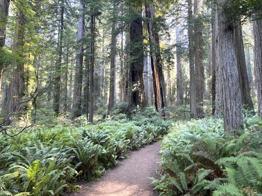 Lady Bird Johnson Grove Trail by null
