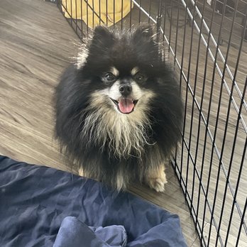 Furtician - Before grooming - Pet Groomers Near Me - Bothell, Washington