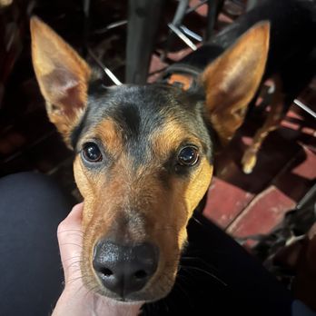 Sosoba - Dog friendly patio - Ramen Near Me - Flagstaff, Arizona Sosoba - Dog friendly patio - Ramen Near Me - Flagstaff, Arizona