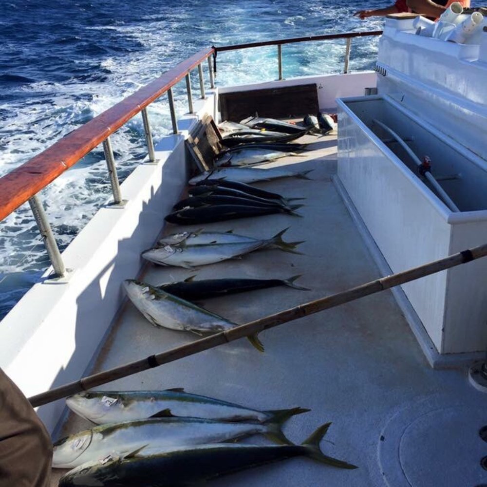 Malihini Sportfishing - And the stern was bloody! - Boating Near Me - San Diego, California Malihini Sportfishing - And the stern was bloody! - Boating Near Me - San Diego, California