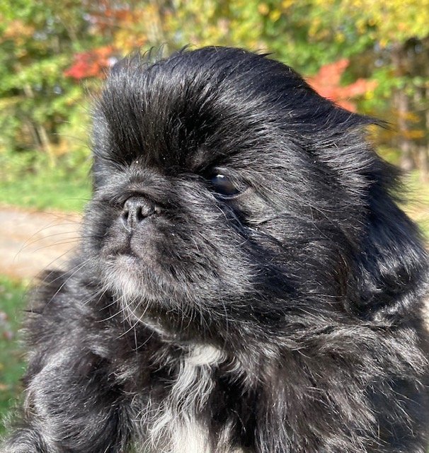 TRIPLE I PEKES Updated August 2024 Request Information 430 Memory