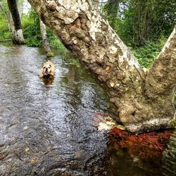 Belfair State Park - Big Mission Creek