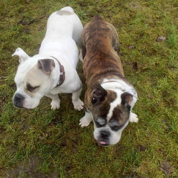 Hundepension Elbmarsch - Pet Boarding Near Me - Marschacht, NI Hundepension Elbmarsch - Pet Boarding Near Me - Marschacht, NI