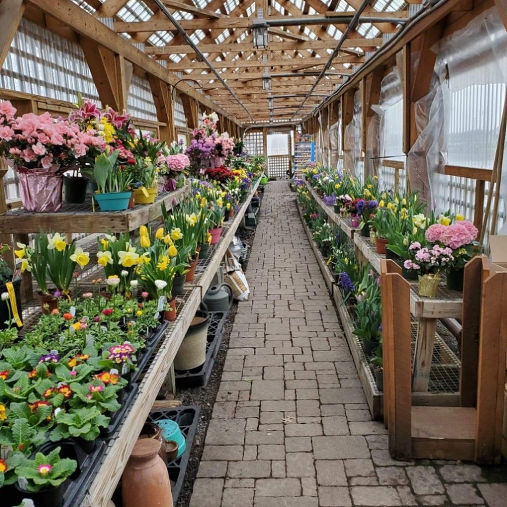 Coriale Flowers Utica New York Best Flower Site