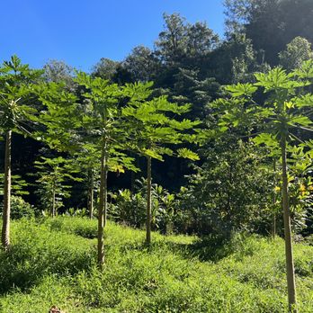 Ke'anae Arboretum - Parks Near Me - Kula, Hawaii