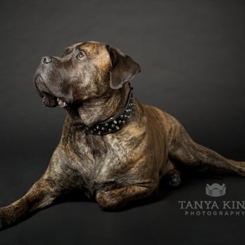 Tanya King Photography - pet photgraphy - Pet Photography Near Me Tanya King Photography - pet photgraphy - Pet Photography Near Me