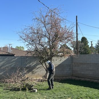 JC Tree Care - Removing crabapple that was damaging wall. - Tree Services Near Me