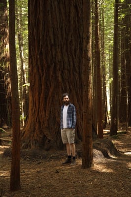 Redwoods – Whakarewarewa Forest by null