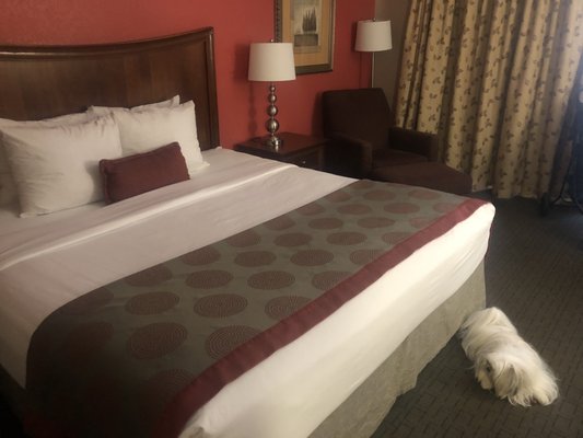 Ramada by Wyndham Raleigh by null