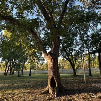Texas Avenue Park - Interesting tree - Parks Near Me - Webster, Texas Texas Avenue Park - Interesting tree - Parks Near Me - Webster, Texas