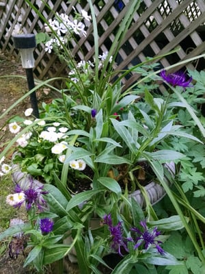 Bad Larry's Bar and Grill by null