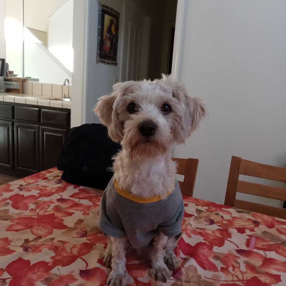 Malti-poo Malti-poo