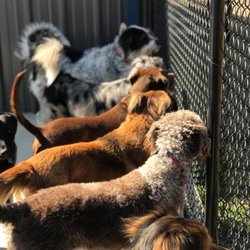 Hounds' Hideaway in Jonesboro gift card