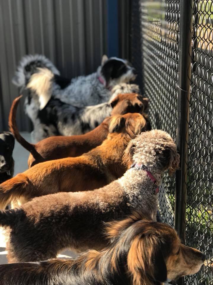 HOUNDS’ HIDEAWAY Updated August 2024 11 Photos 900 Congress Cir