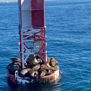 SoCal Charters - Whale Watching Tours Near Me - Newport Beach, California