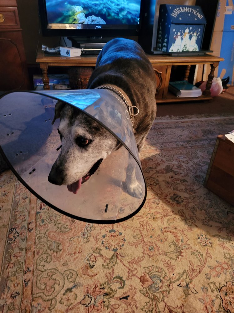 MEMORIAL VETERINARY HOSPITAL Updated October 2024 23 Reviews 1534