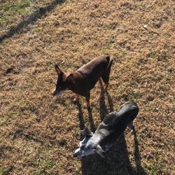 Biloxi Dog Park