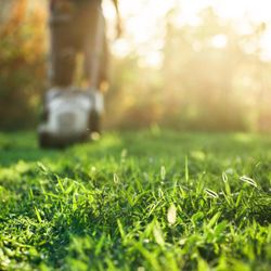 Davis Yard Works - Quality lawn care produces lawns that are green, lush and healthy.